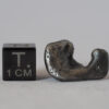 sikhote-alin meteorite iron IIAB