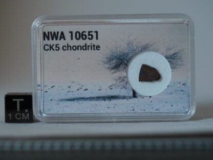 NWA 10651 CK5 meteorite