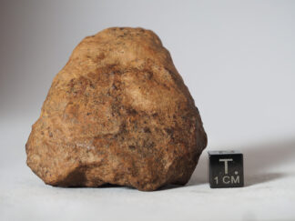 Tsarev meteorite (L5) - 148.9g