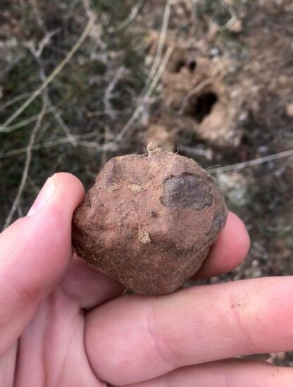 Tsarev meteorite (L5) - 67.2g