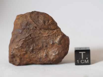 Tsarev meteorite (L5) - 67.2g