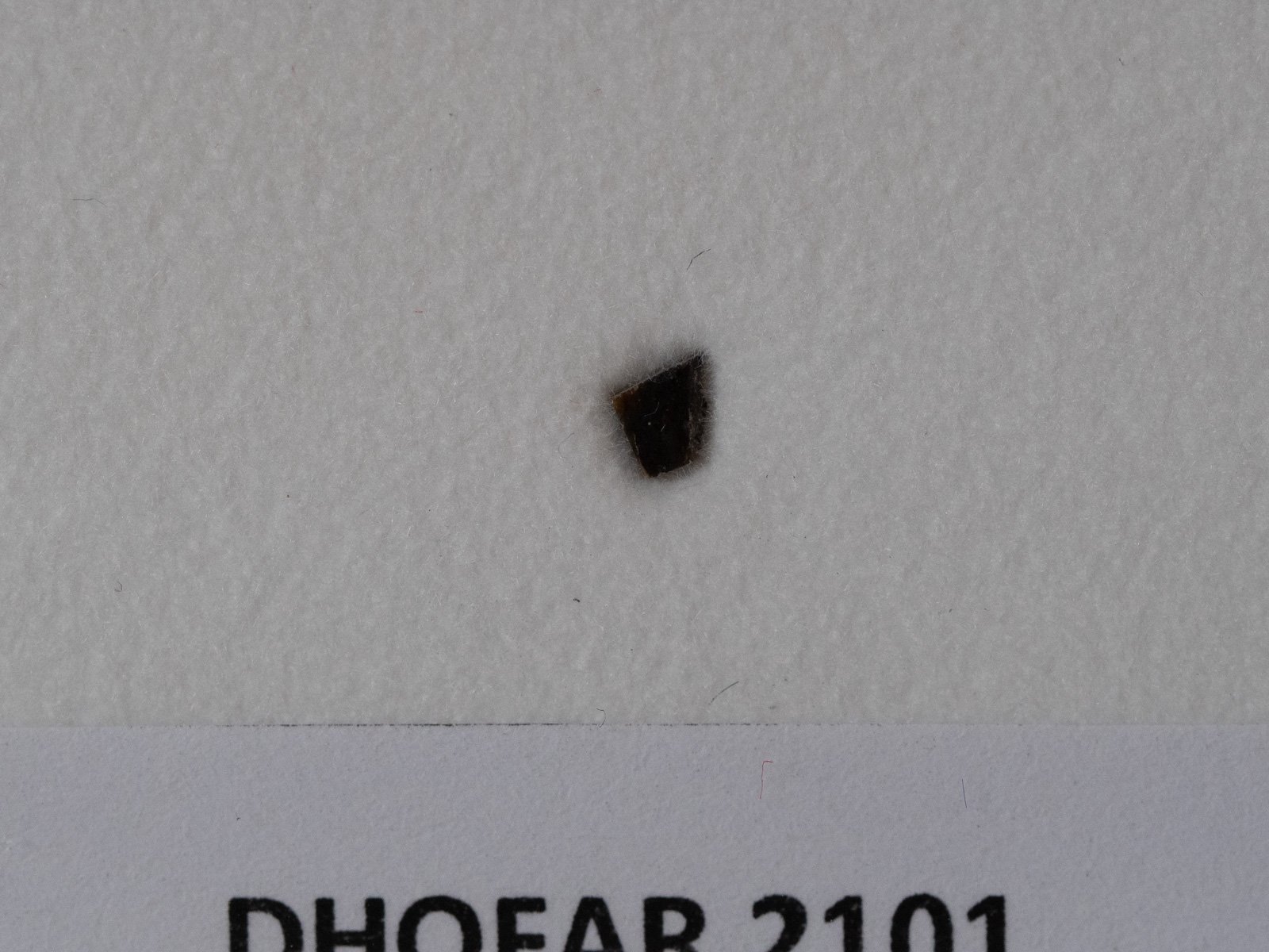 Dhofar 2101 (feldsp. breccia) - fragment - Image 2