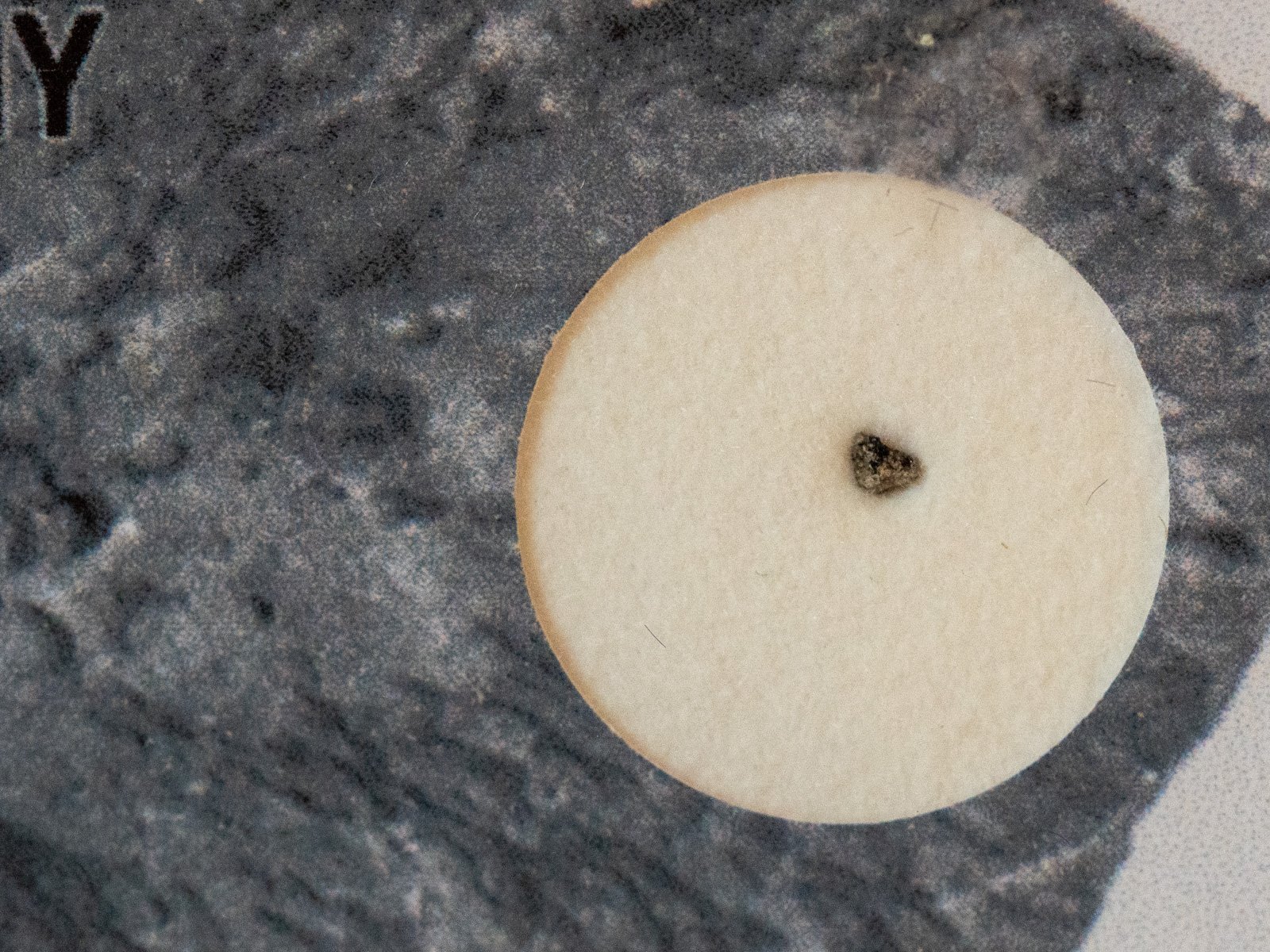 D'Orbigny (angrite) - fragment nr 20 - Image 2