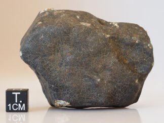 Hammadah Al Hamra 346 - 194g specimen