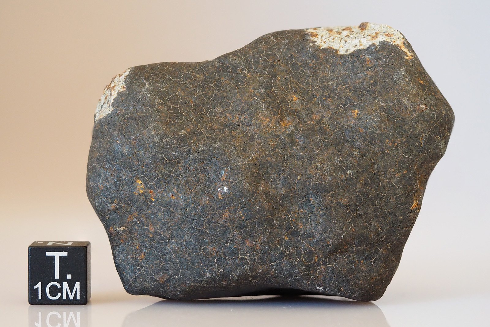 Hammadah Al Hamra 346 - 194g specimen - Image 2