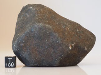 Hammadah Al Hamra 346 - 427g specimen