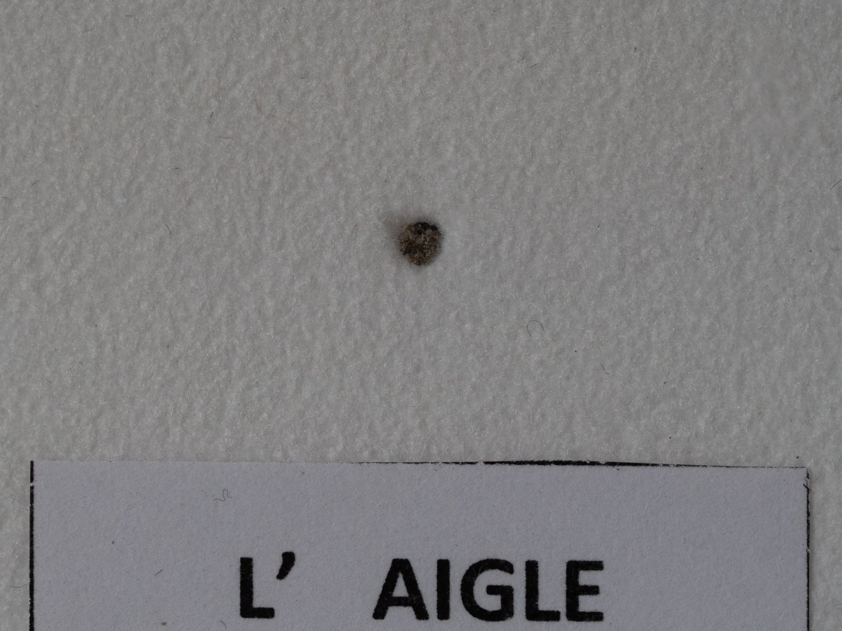 L'Aigle (L6) - fragment nr 61 - Image 2