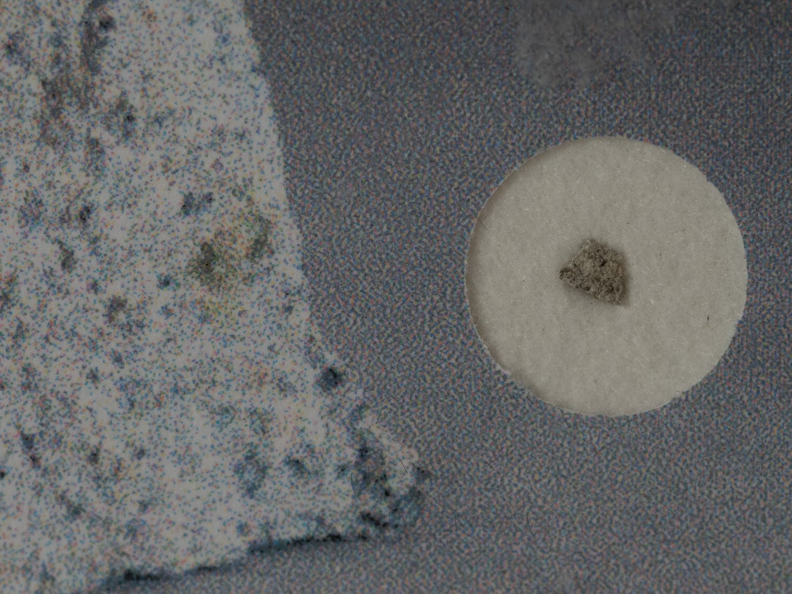 Le Teilleul (howardite) - fragment nr 40 - Image 2