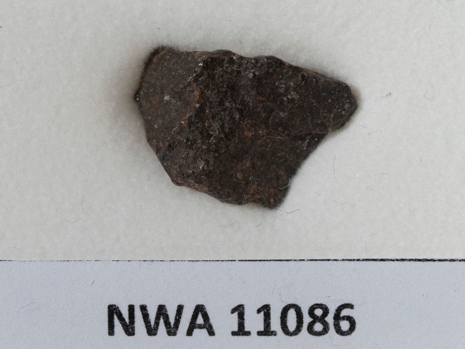 NWA 11086 (CM-an) - 1.066g fragment - Image 2