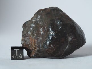 NWA 14542 (R3) - 134.7g specimen