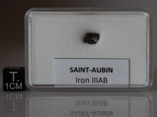 Saint-Aubin - shale fragment nr 21