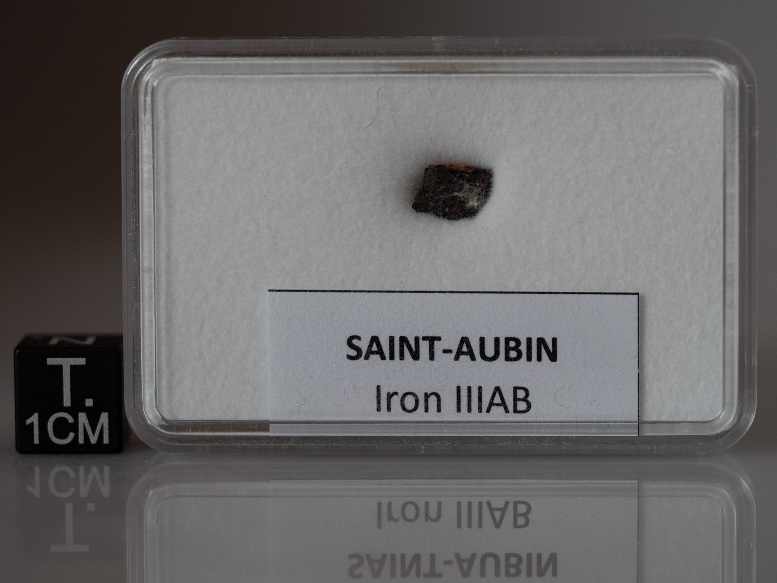 Saint-Aubin - shale fragment nr 21