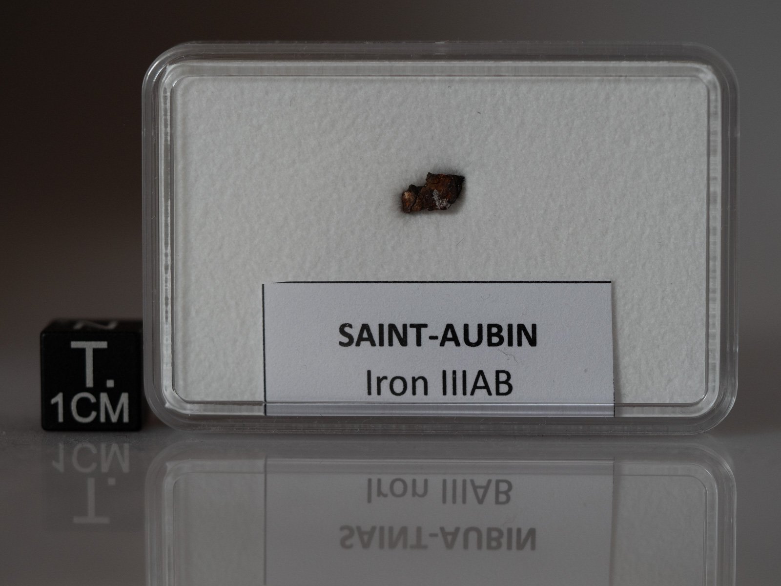 Saint-Aubin - shale fragment nr 22