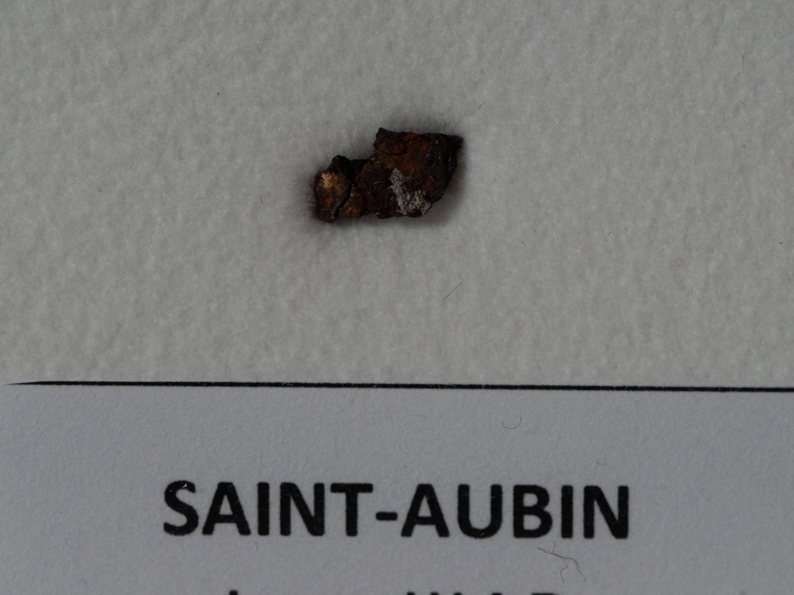 Saint-Aubin - shale fragment nr 22 - Image 2