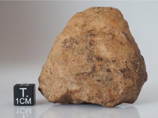 Tsarev (L5) - 148.9g specimen