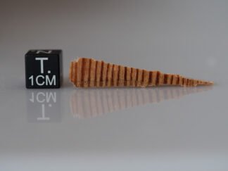 Tunguska wood fragment (nr 39)